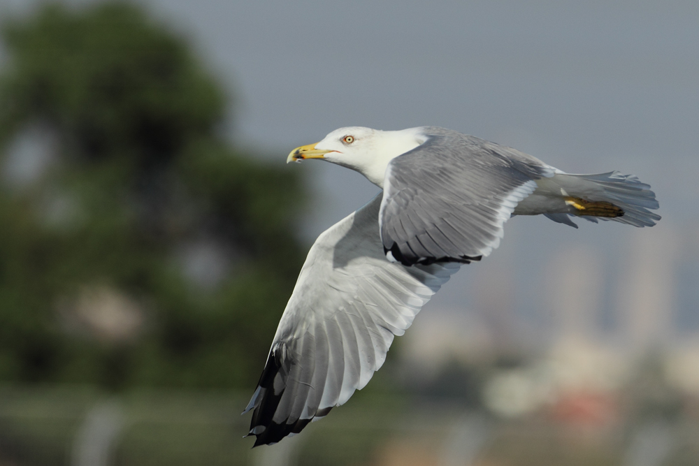 Yellow Legged Gull (possible) AE4F3541 Ashdod 29.9.11.jpg