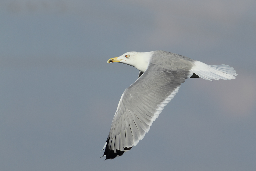 Yellow Legged Gull (possible) AE4F3549 Ashdod 29.9.11.jpg