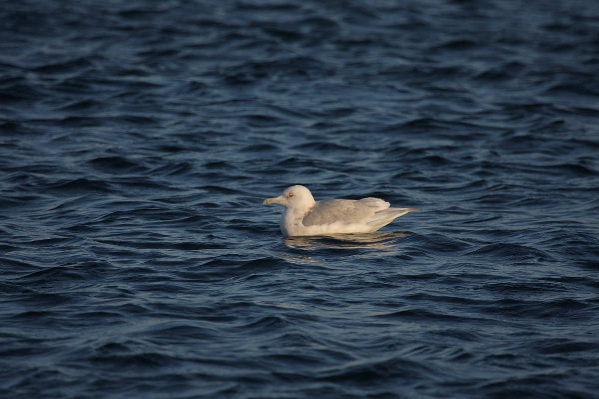 GlaucousGull4c_Njardvik_01-04-2010_003.JPG