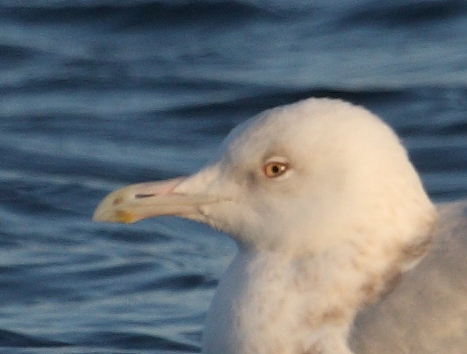 GlaucousGull4c_Njardvik_01-04-2010_003_crop.JPG