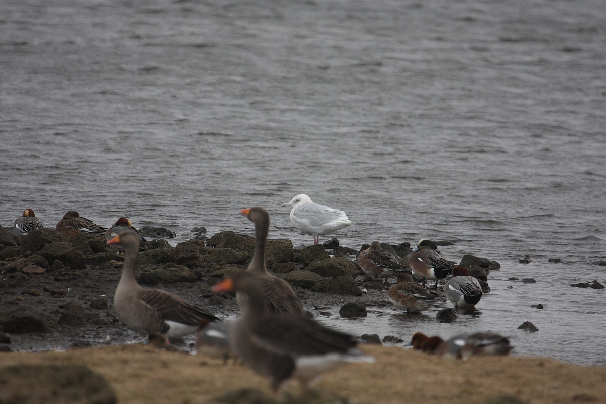 GlaucousGull4c_Njardvik_21-03-2010_006.JPG