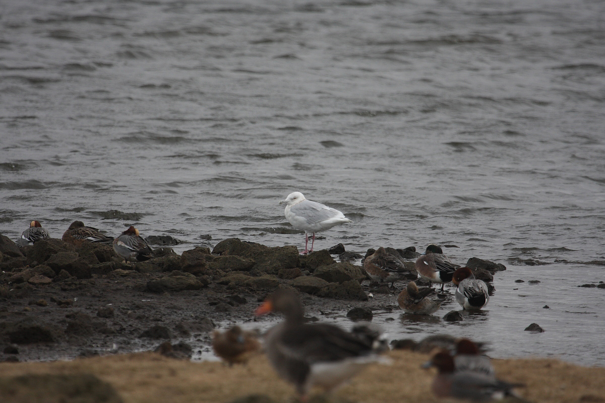 GlaucousGull4c_Njardvik_21-03-2010_007.JPG