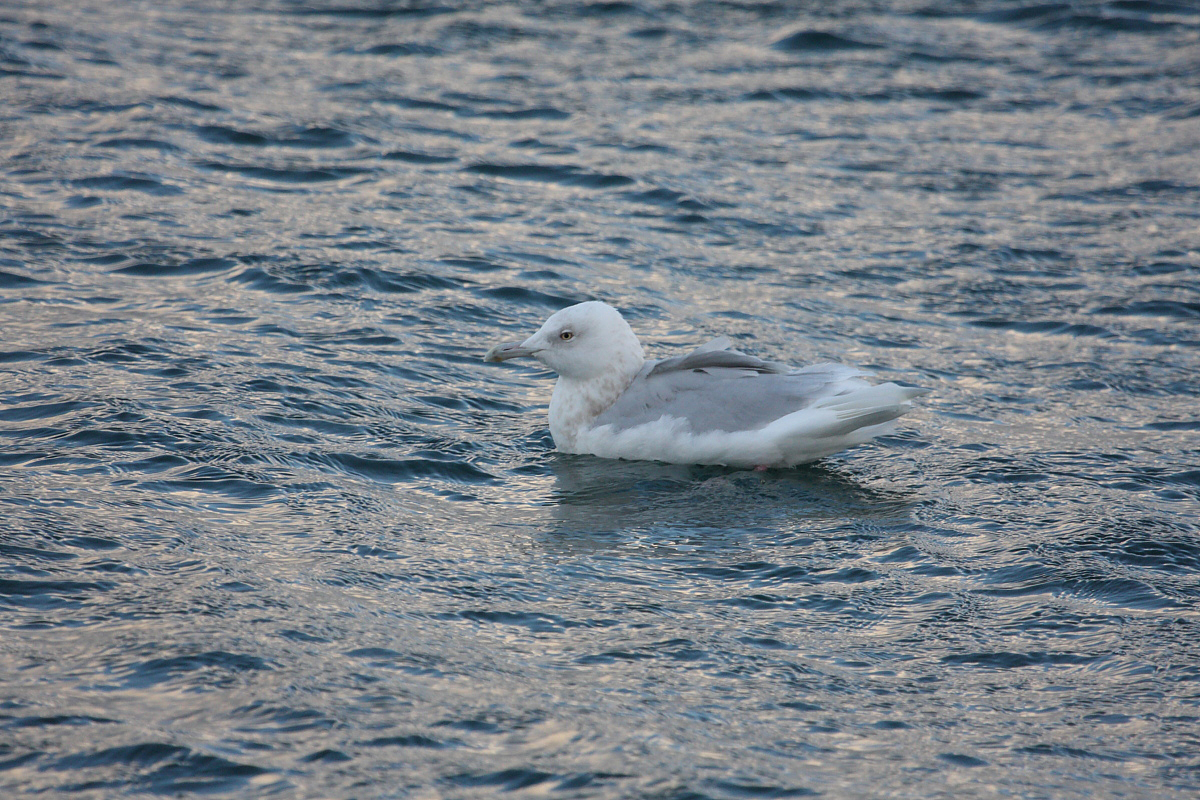 GlaucousGull4c_Njardvik_28-03-2010_001.JPG
