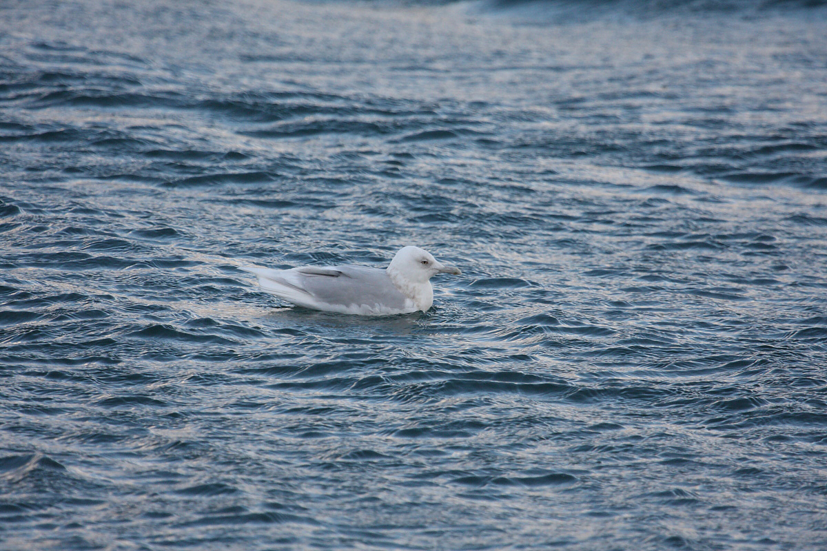 GlaucousGull4c_Njardvik_28-03-2010_009.JPG