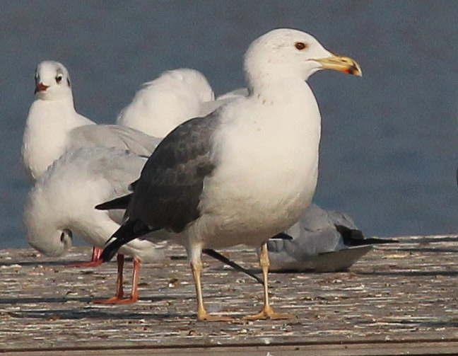 1673_1.jpg