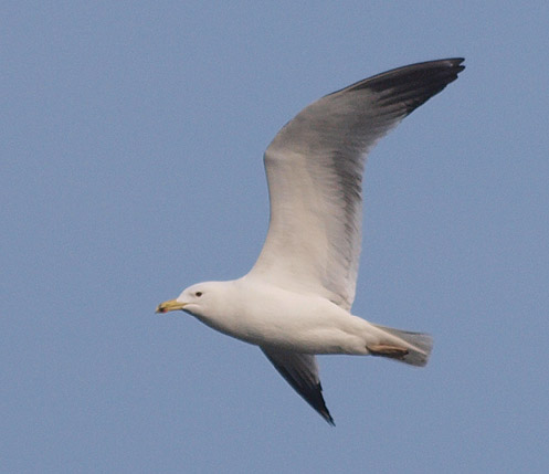 2 2009.02.27 herastrau cm P2271082m.jpg