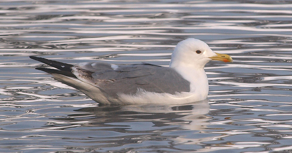 1 2010.01.24 tineretului cm P1245966m.jpg