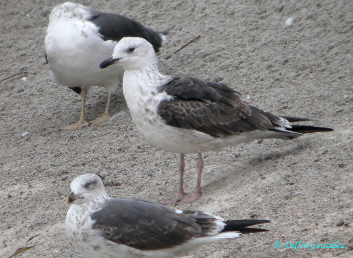 Gaviota Sombría 4w.jpg