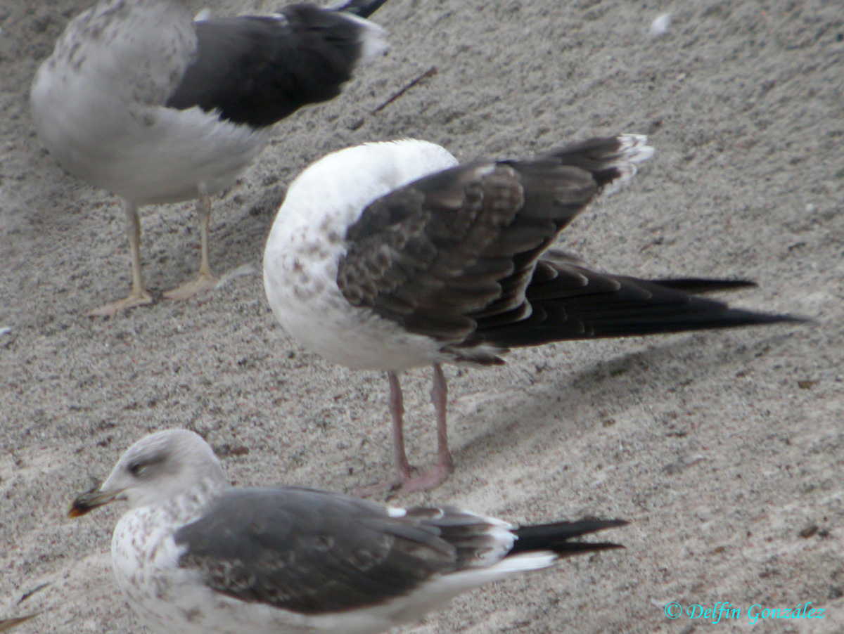 Gaviota Sombría 5w.jpg