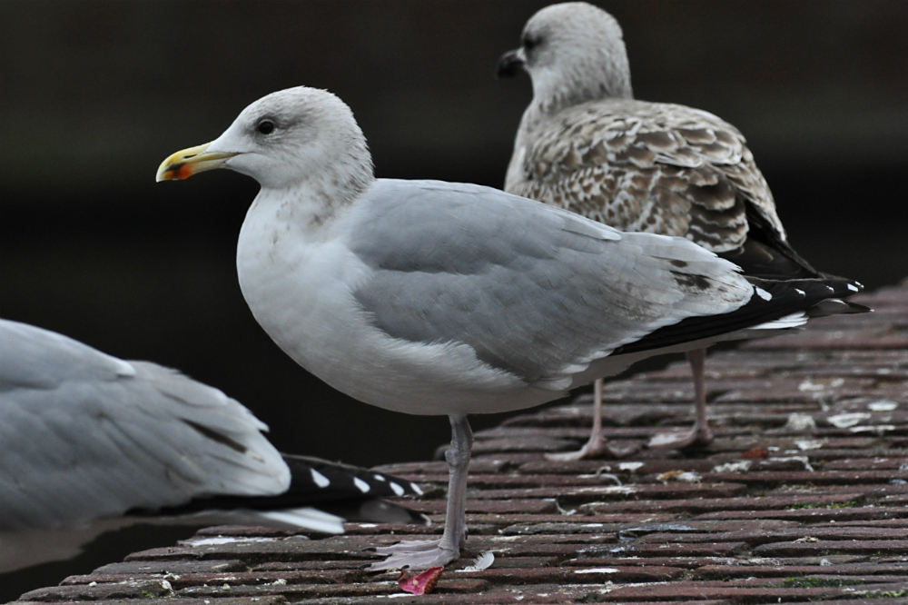 winkelstede-27122011-nr1.jpg