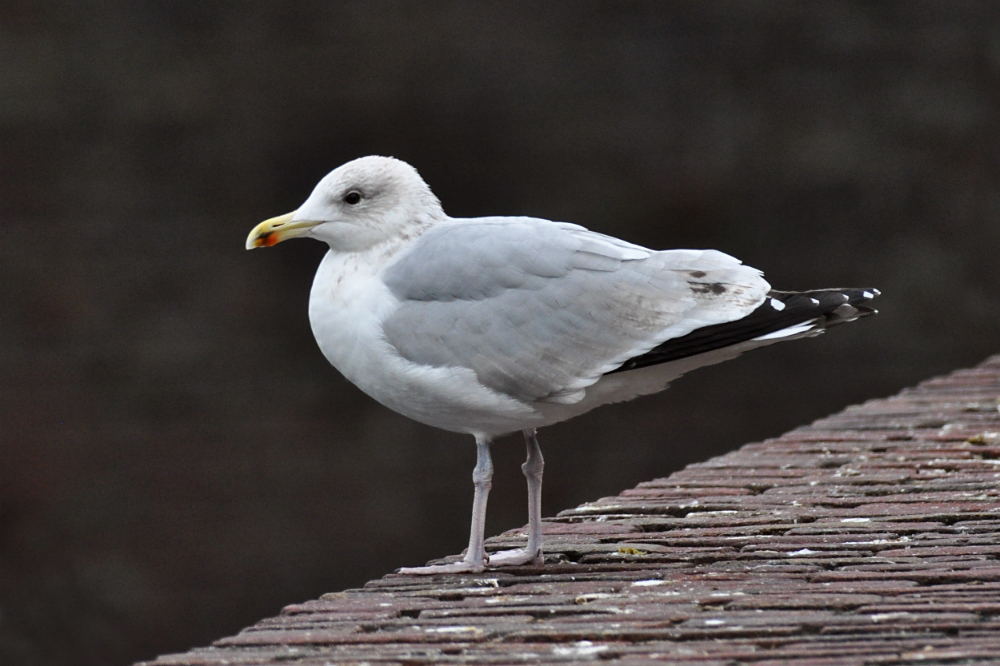 winkelstede-27122011-nr2.jpg