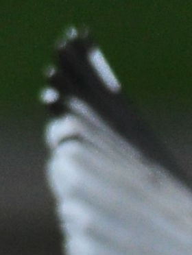 vleugelpunt (1).jpg