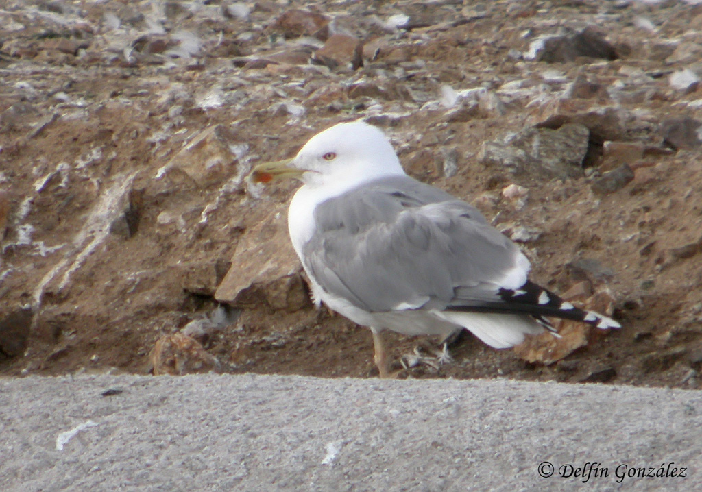 Gaviota 1 w.jpg