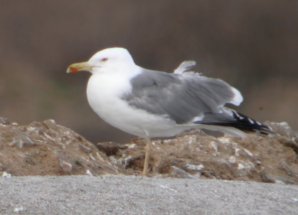Gaviota 3w.jpg