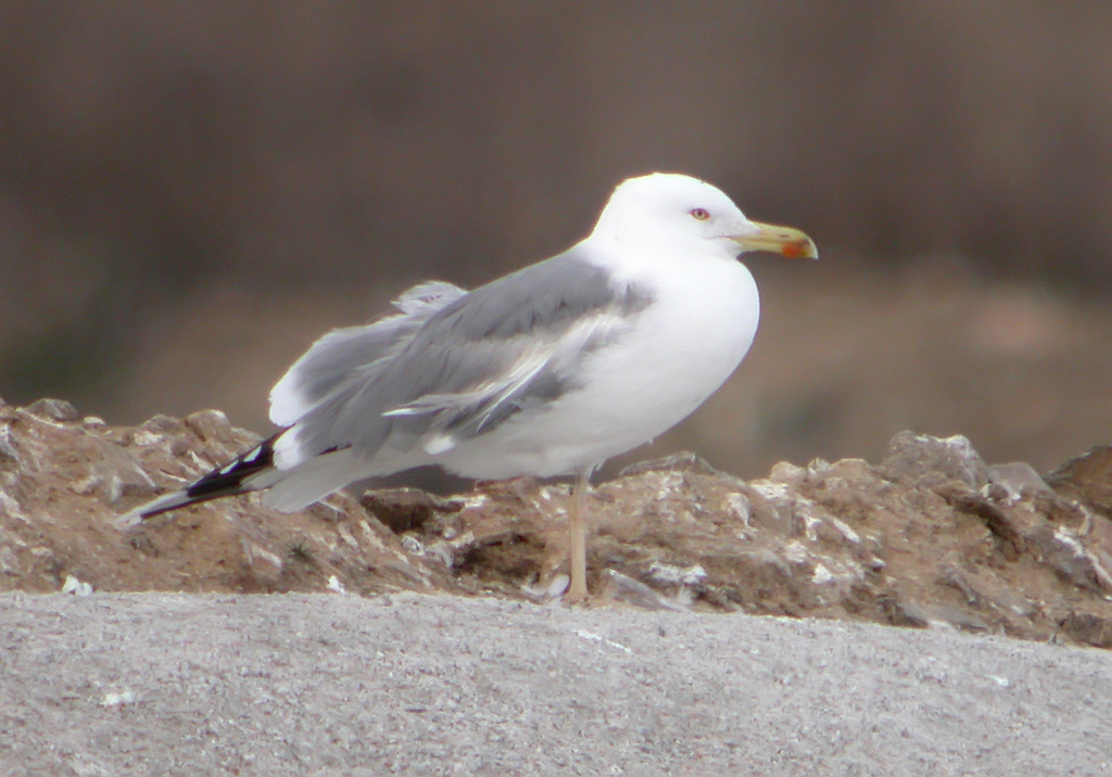 Gaviota 4w.jpg