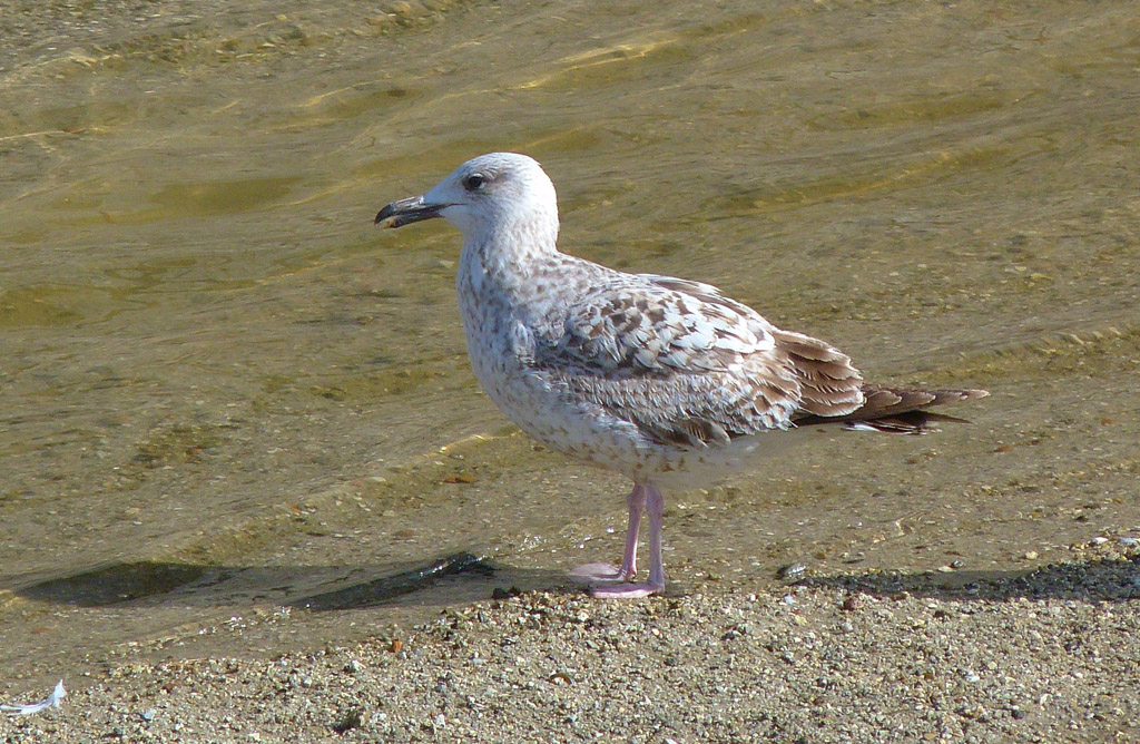 Larus 1 winter.jpg