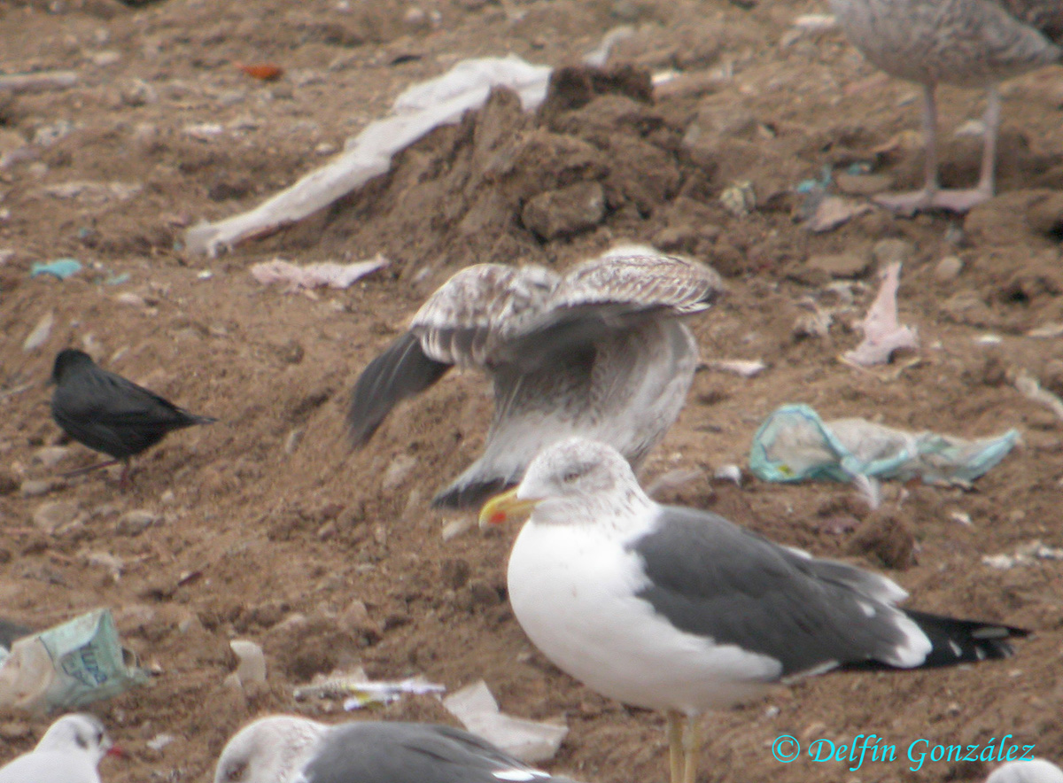 Gaviota ssp 3.jpg