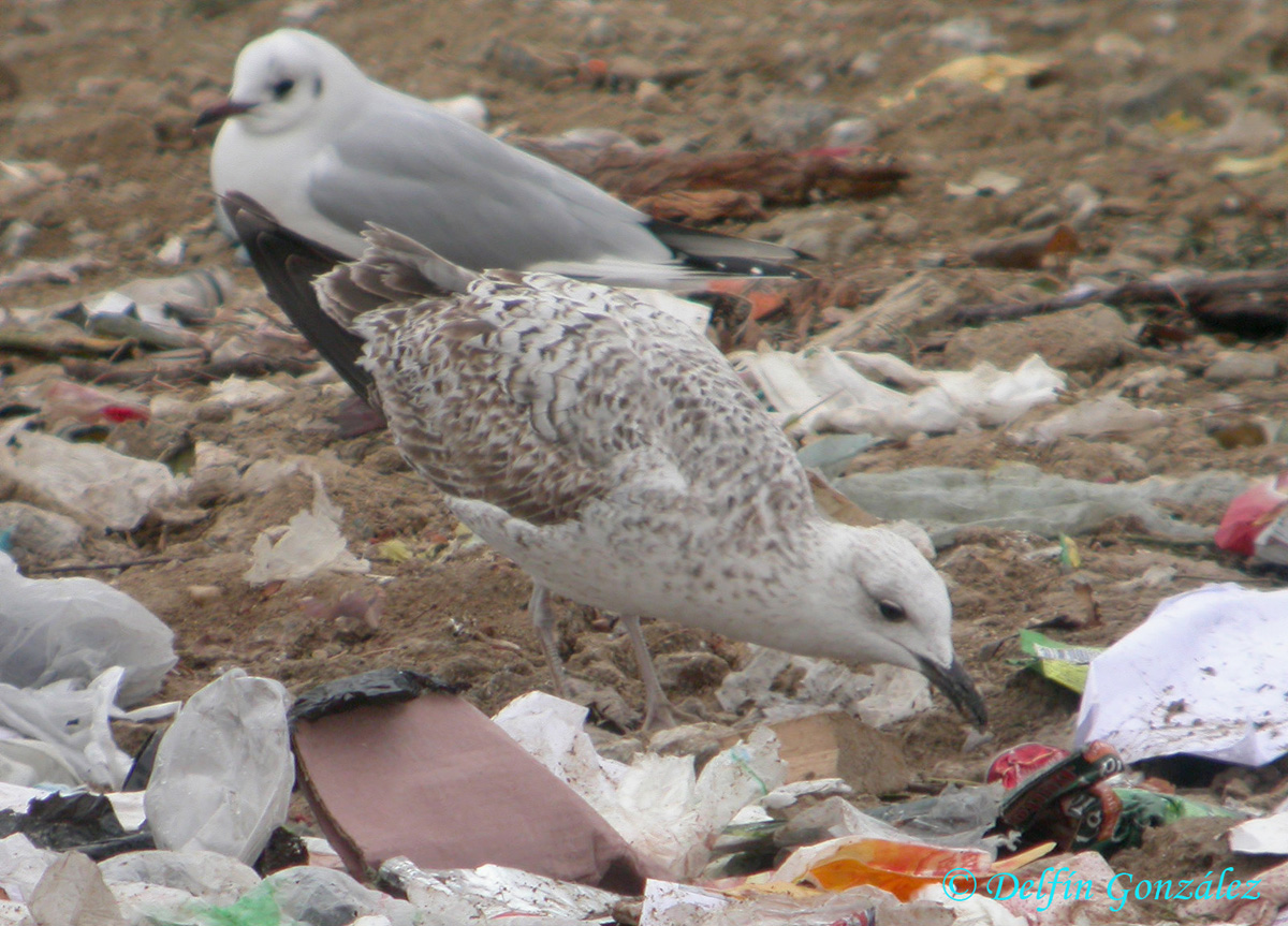 Gaviota ssp 10.jpg