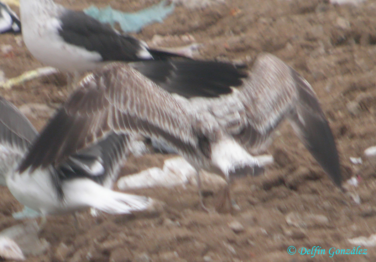 Gaviota ssp 2.jpg