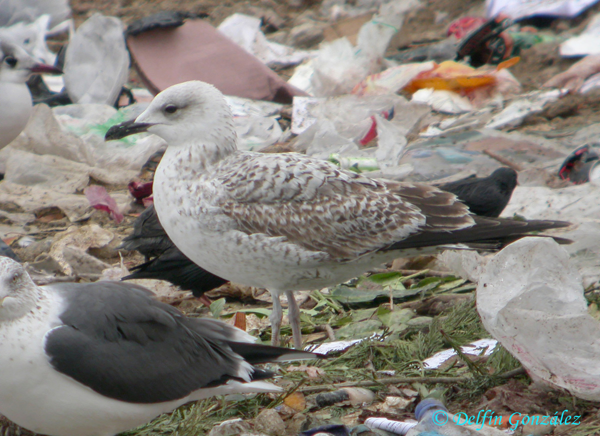 Gaviota ssp 13.jpg