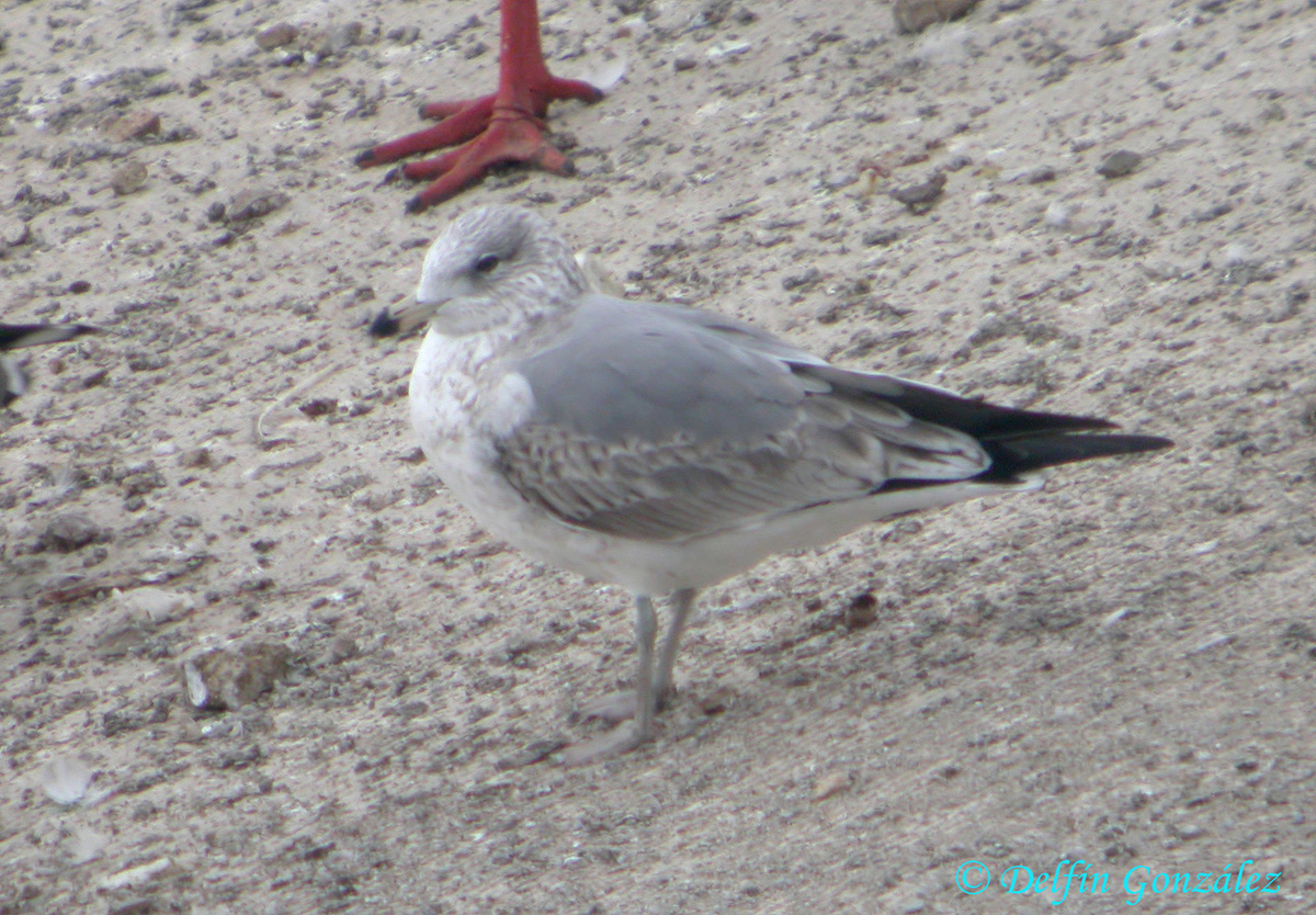 Gaviota 7 w.jpg