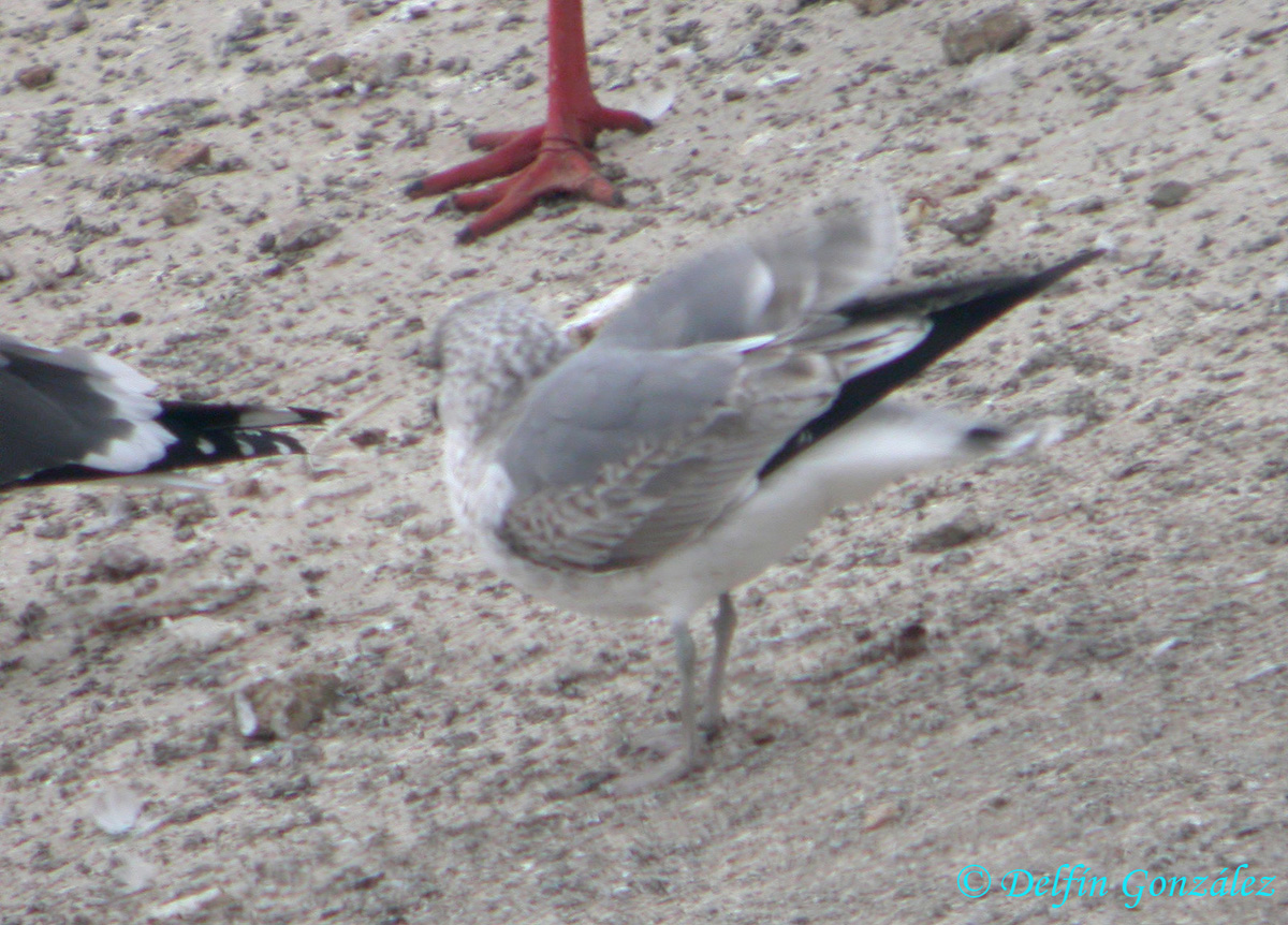 Gaviota 8 w.jpg