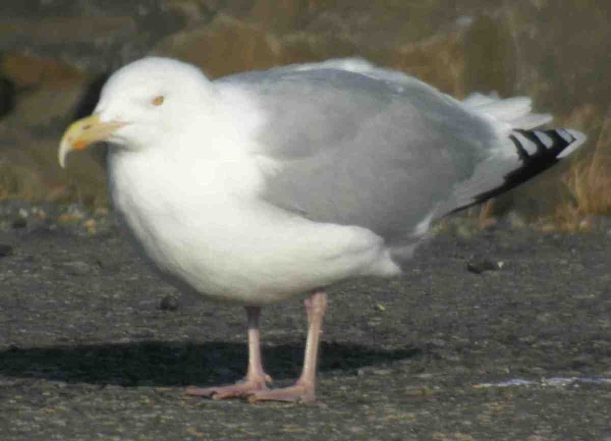 arnarm2.jpg
