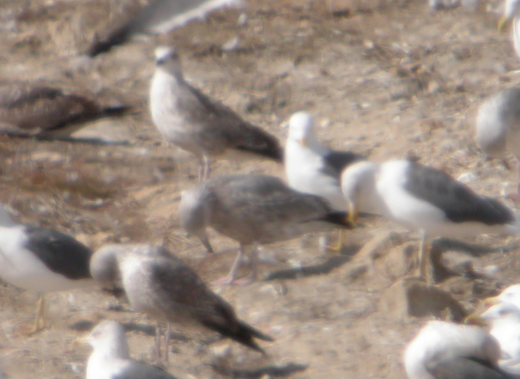 Gaviota Sombria 1aw.jpg