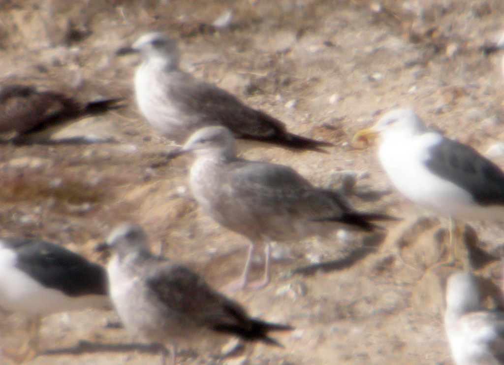 Gaviota Sombria 1w.jpg