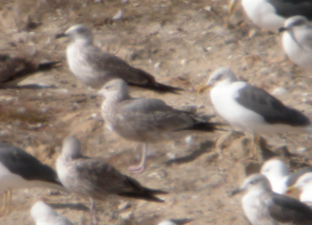 Gaviota Sombriaw.jpg