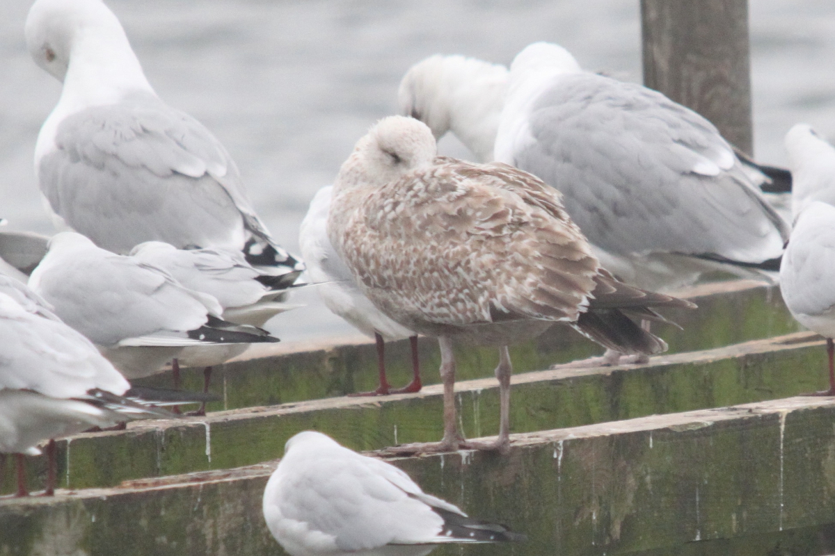 Möwe2.jpg
