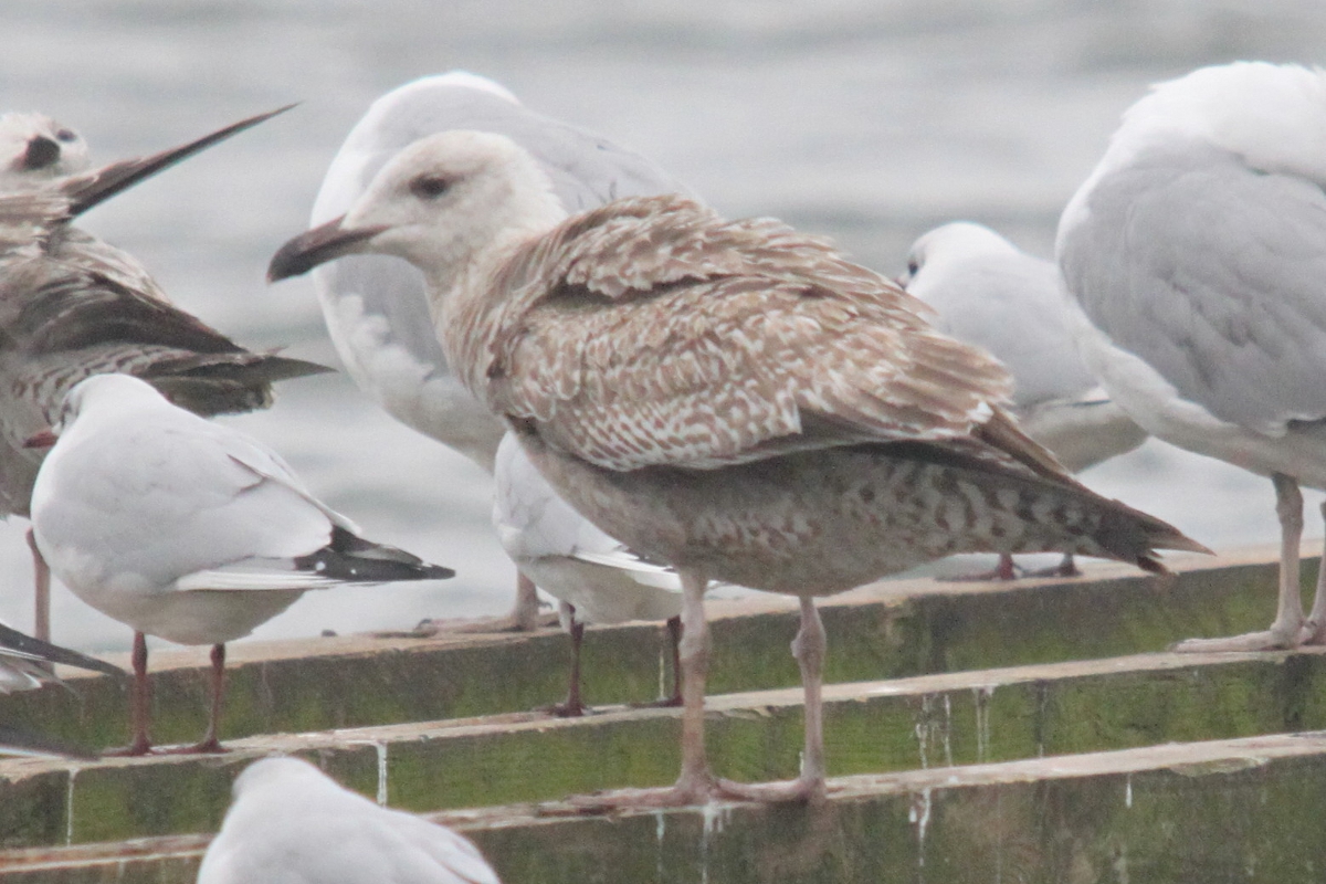 möwe6.jpg