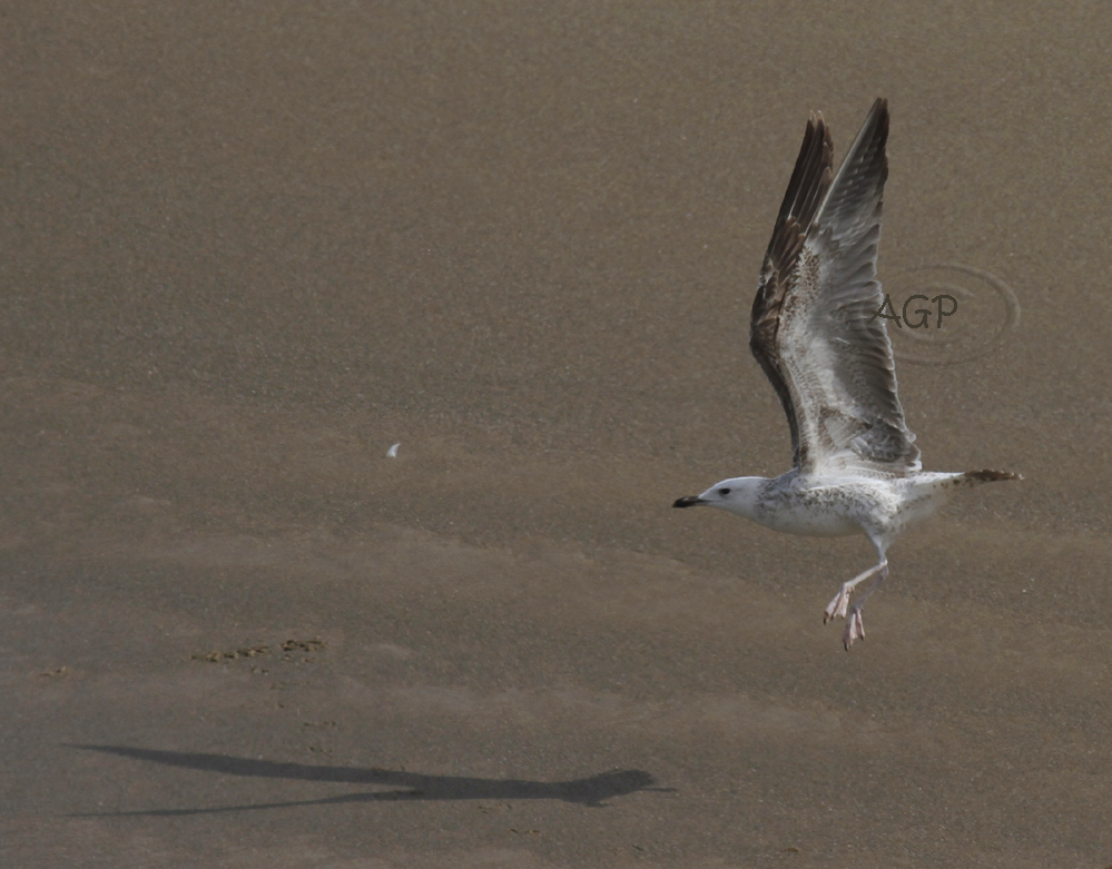 Imagen 24590 copia.jpg