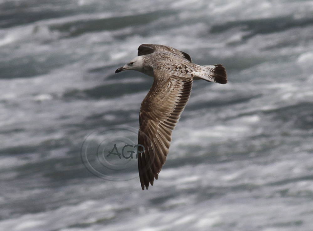 Imagen 24605 copia.jpg