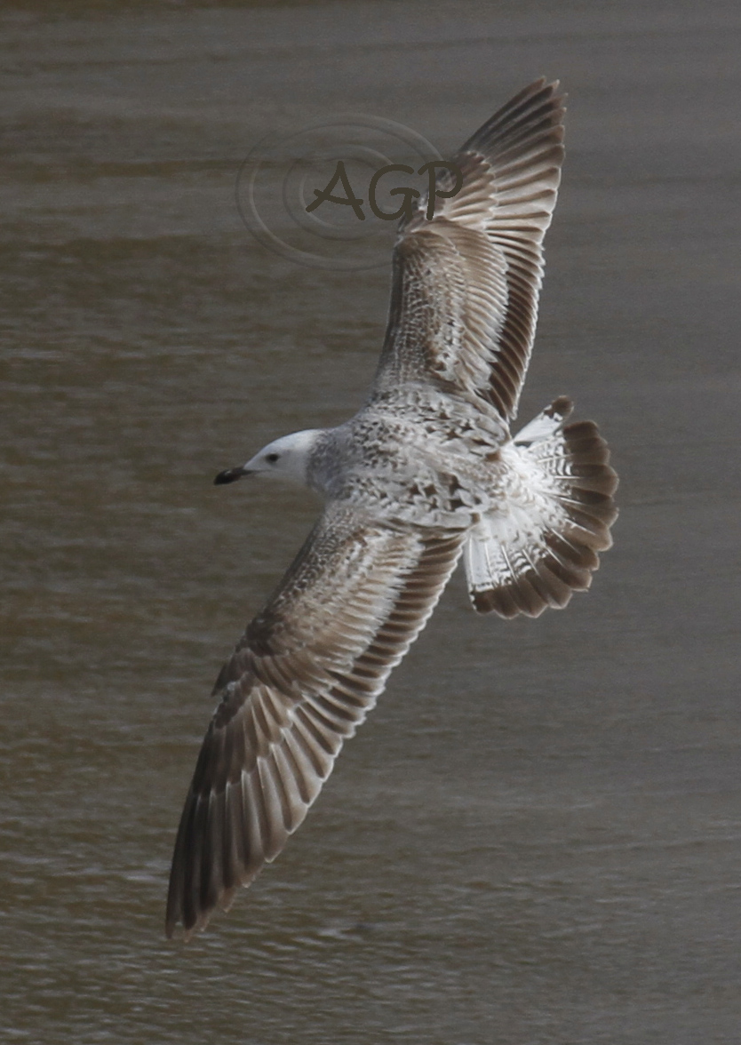 Imagen 24611 copia.jpg