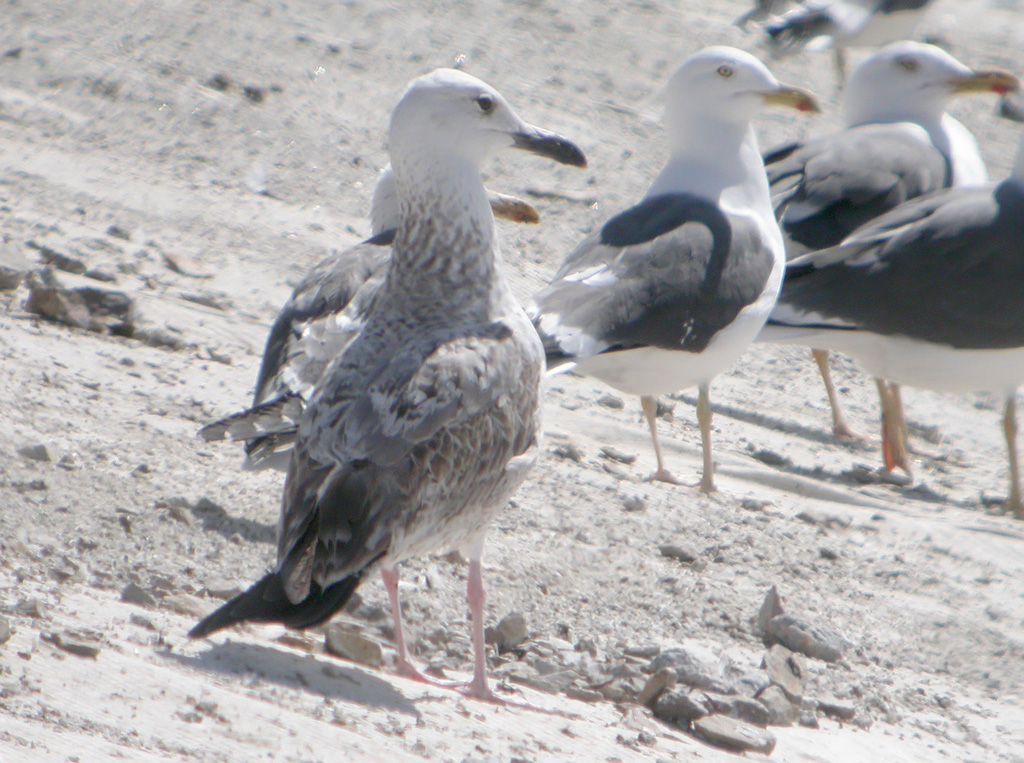 Gaviota sp 1 w.jpg