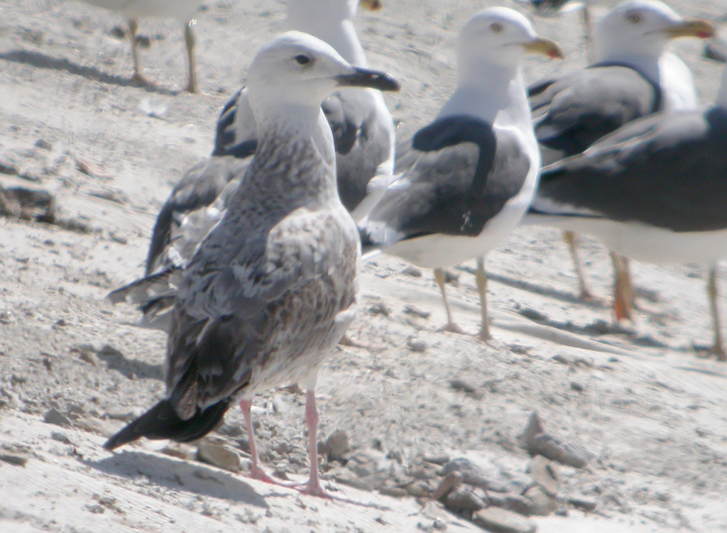 Gaviota sp 3 w.jpg