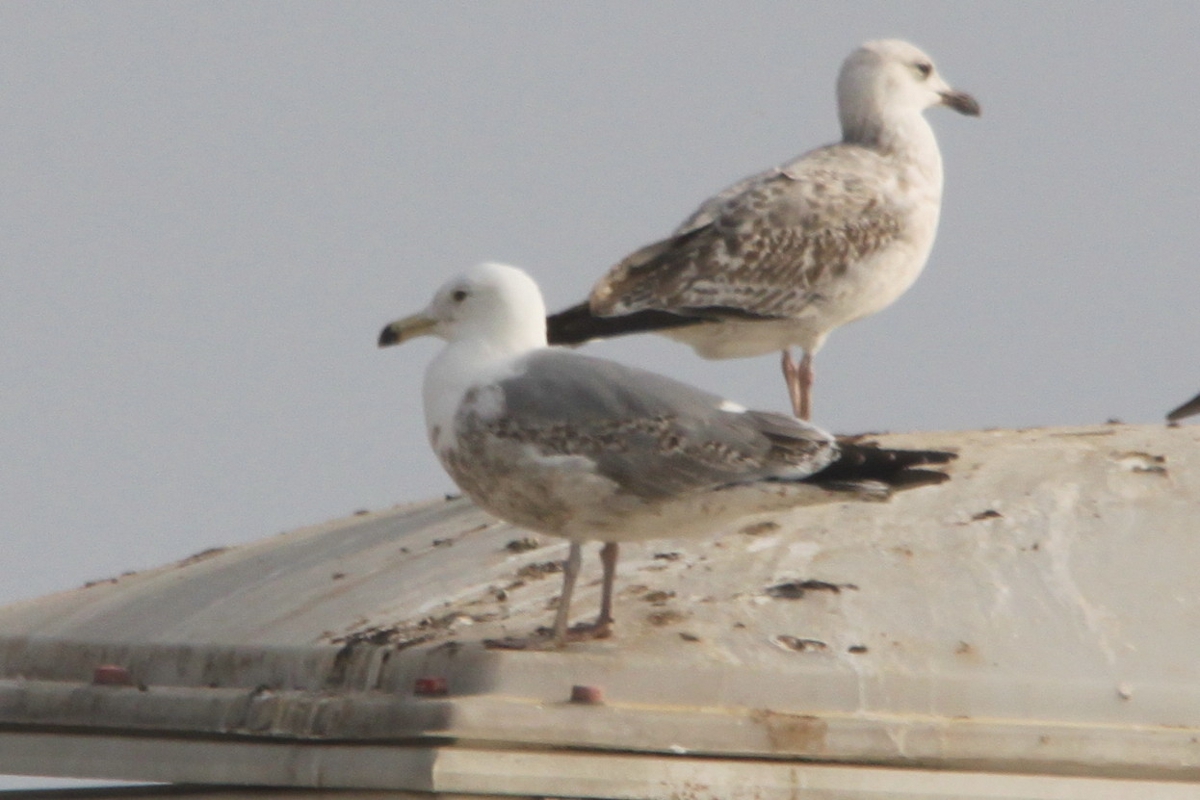 Möwe.jpg
