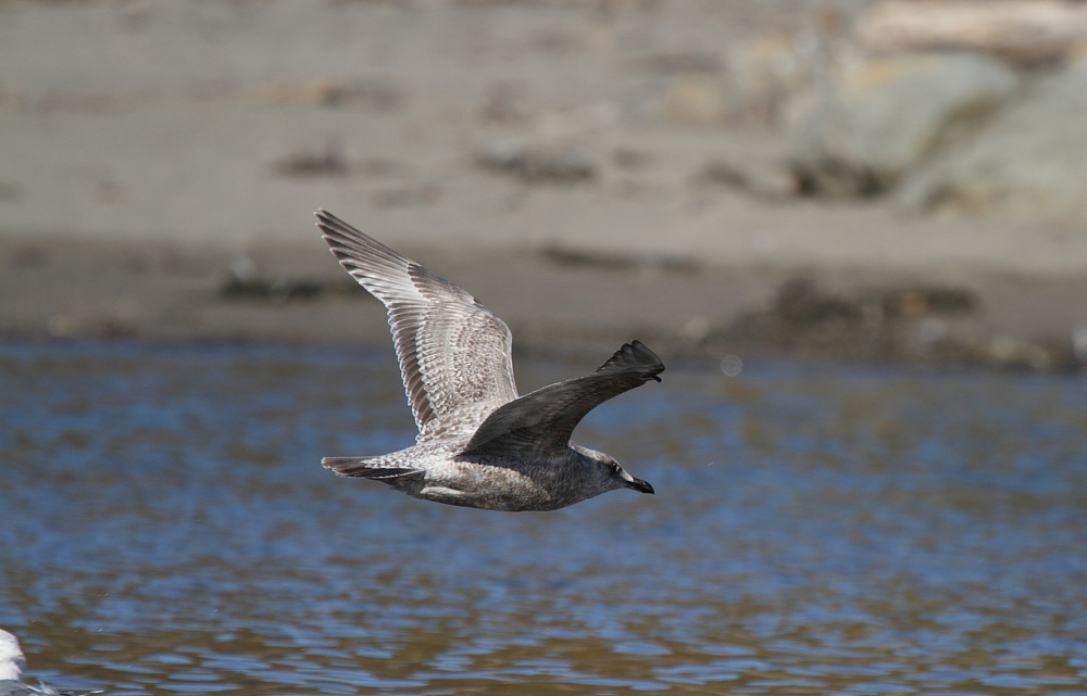 ThayersGull_1c_BodegaBay_CA_20110127_067.JPG