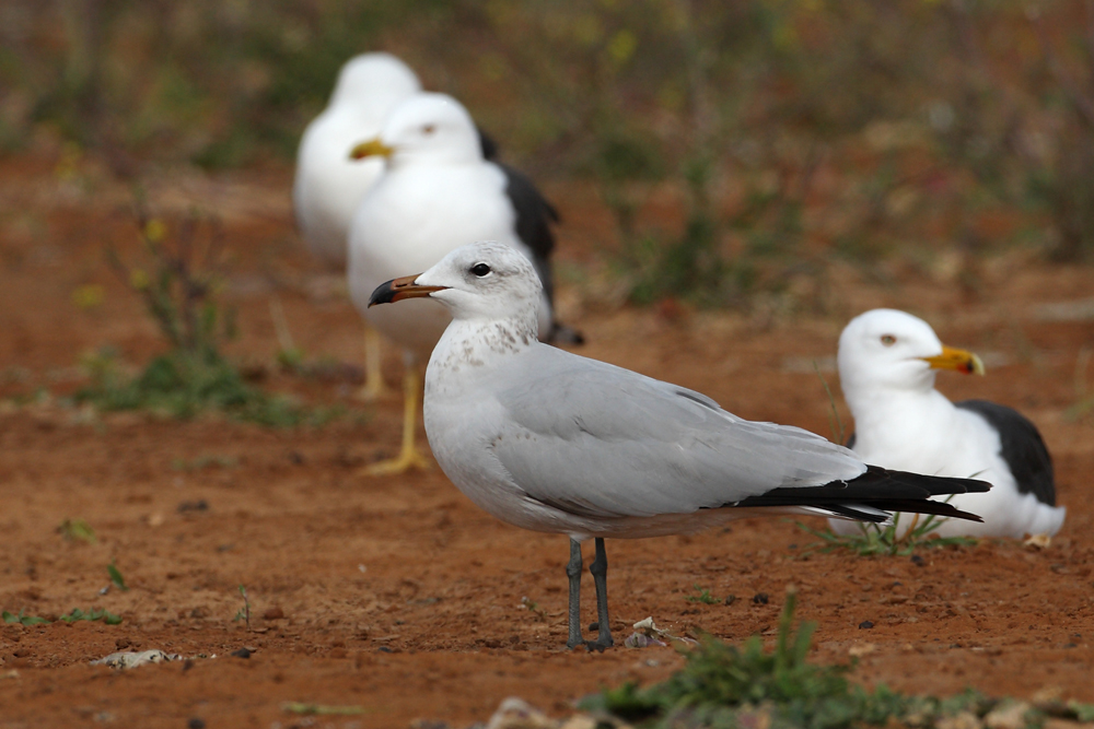 Audouin's gull 2nd winter IMGL1190-1 Ashdod 26.3.10.JPG