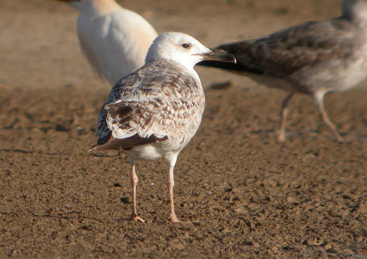 Gaviota Patiamarilla 4 w.jpg