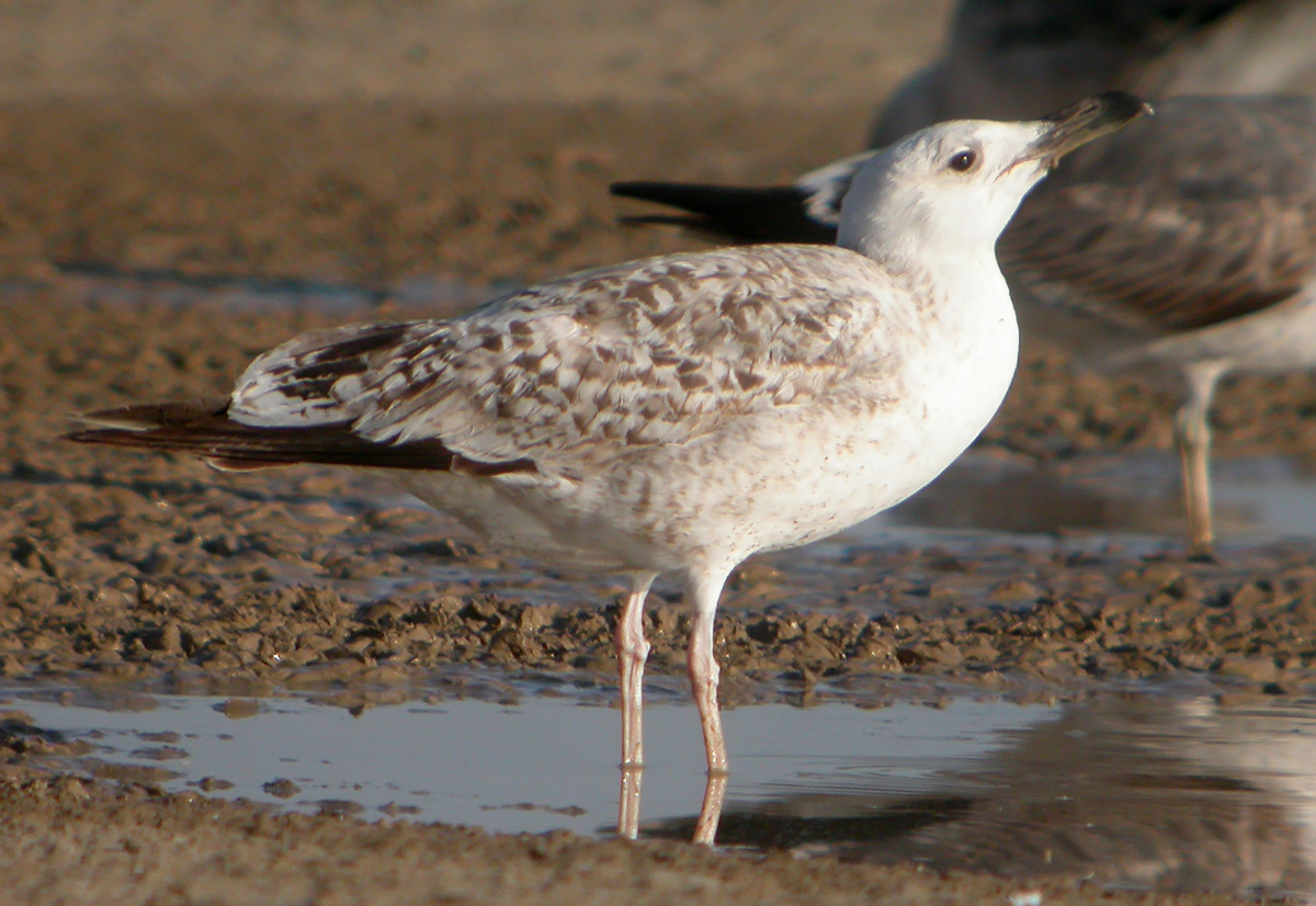 Gaviota Patiamarilla 5 w.jpg
