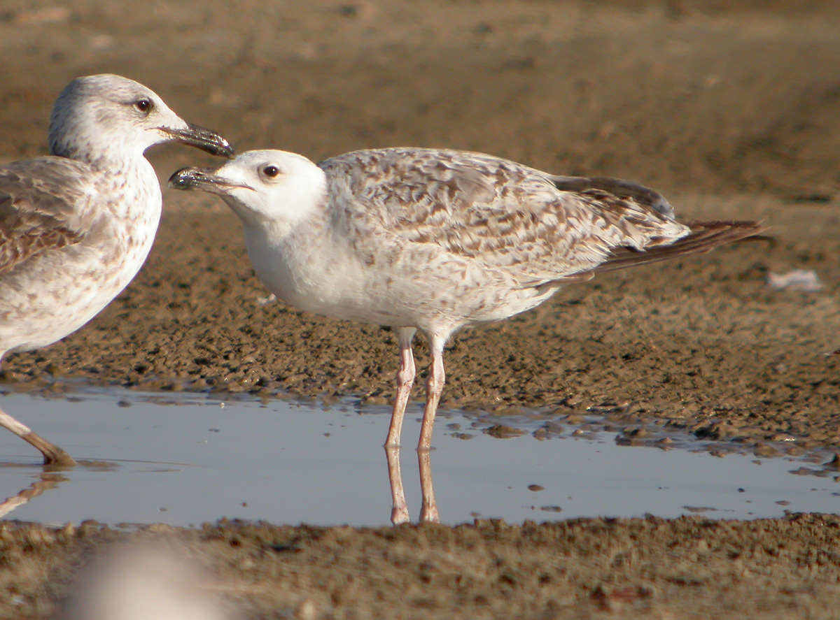 Gaviota Patiamarilla w.jpg