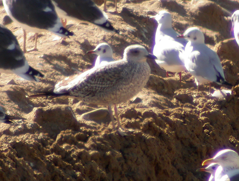 Gaviota Patiaamrilla 20.jpg