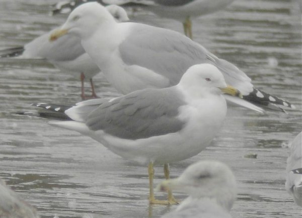 ringbilledYLGull.120208.002.jpg