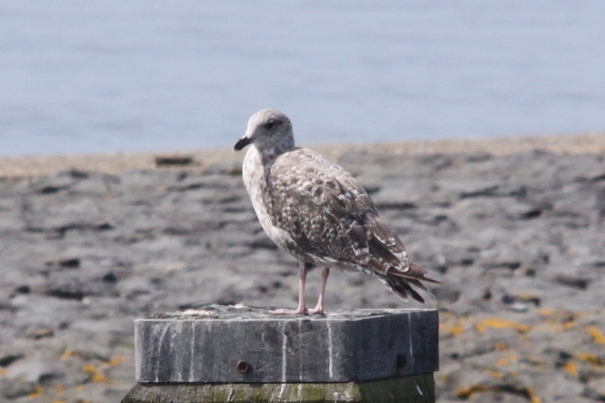 Gull2.jpg