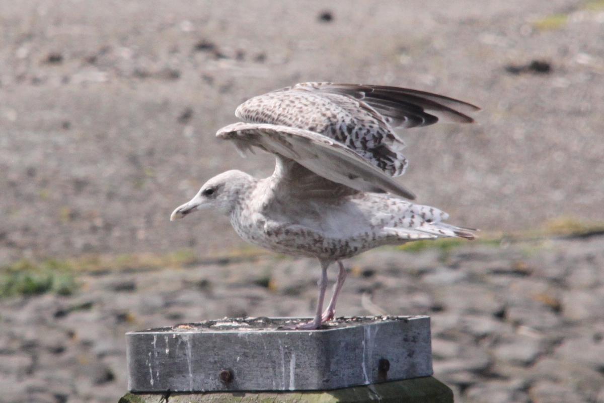 Gull6.jpg