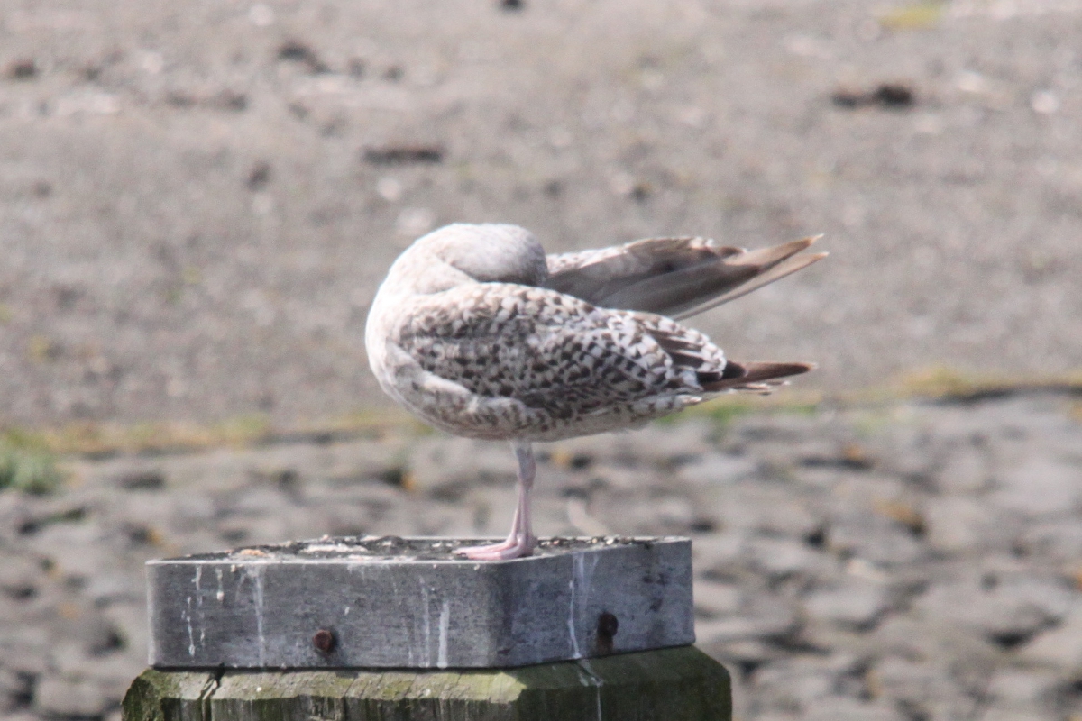 Gull7.jpg