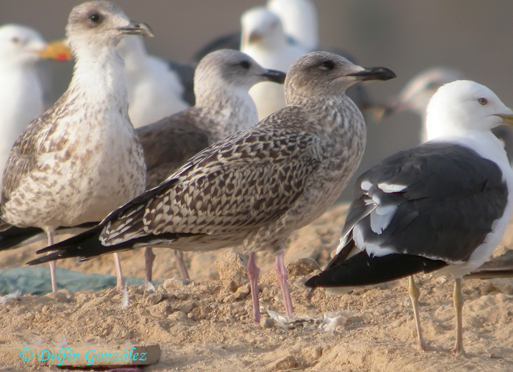 Gaviota Argentea 1 w.jpg