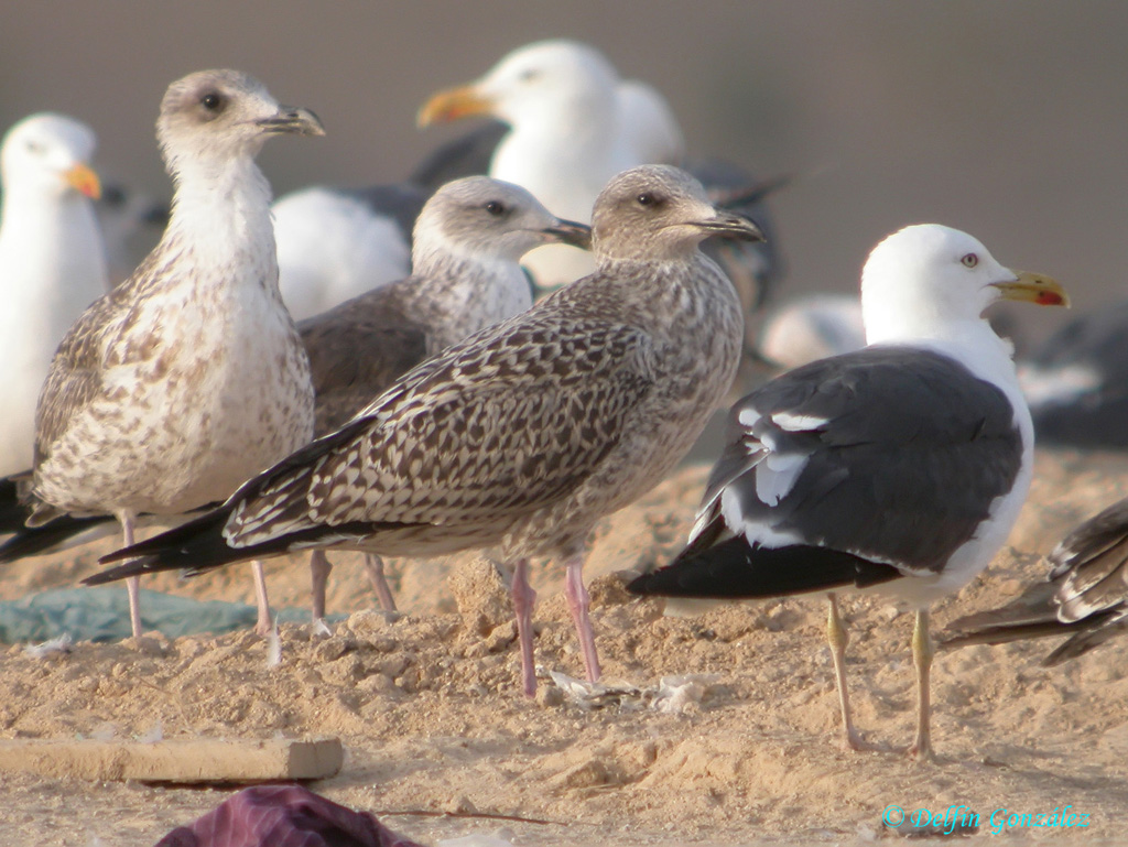 Gaviota Argentea w.jpg